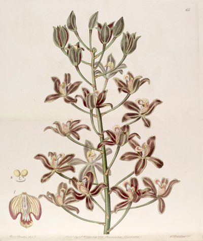 Grammatophyllum multiflorum by Miss Drake